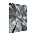 thumbnail image 2 of Alan Majchrowicz 'Fir Trees I' Canvas Art, 2 of 3