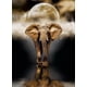 thumbnail image 2 of Rompecabezas Elefante 1000 Piezas Clementoni Clementoni Elefante, 2 of 2