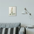 thumbnail image 2 of Stupell Industries Botanical Plant Illustration Flowers Vintage Design Framed Wall Art by Unknown, 2 of 8