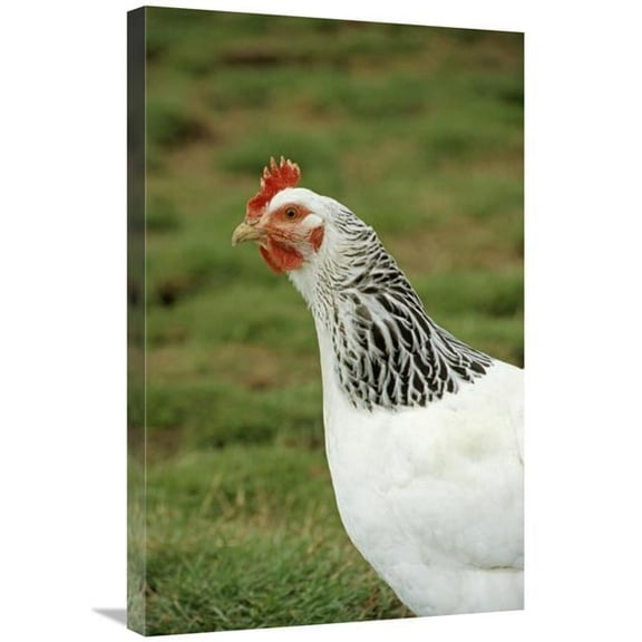 Global Gallery  Domestic Chicken - Light Sussex Hen - Close-Up of Head & Neck - England Art Print - Sarah Rowland
