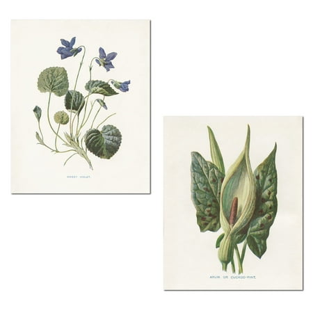 Greek Sweet - Lovely Old-Fashioned Botanical Green Arum and Sweet Violets Set by Gwendolyn Babbitt; Floral Decor; Two 11x14in Poster Prints