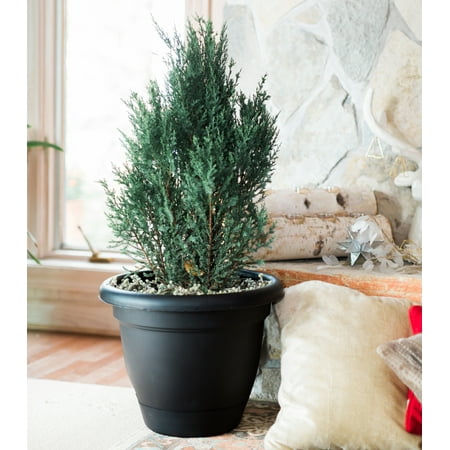 Bloem Lucca Self Watering Planter 16" Black