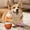 Orange, variant on Motion Activated Rolling Dog Toy, Rechargeable, Teeth Cleaning Rope