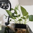 thumbnail image 5 of Aquarium Plant Holder, Upgraded Open Face Emerging Plant Holder, Hanging Aquatic Plant Pot for Fish Tank, Hydroponic Plant Rack for Aquarium Decor(Long Hook), 5 of 8