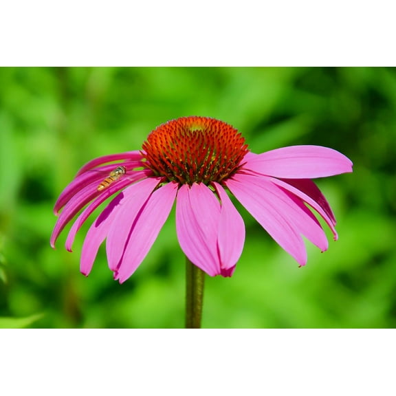 250  Purple Coneflower Seeds for Planting | Excellent Butterfly Flower | Made in USA, Ships from Iowa.