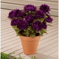 thumbnail image 3 of Artificial Mum Bush by OakRidge Silk Floral Décor, 3 of 5
