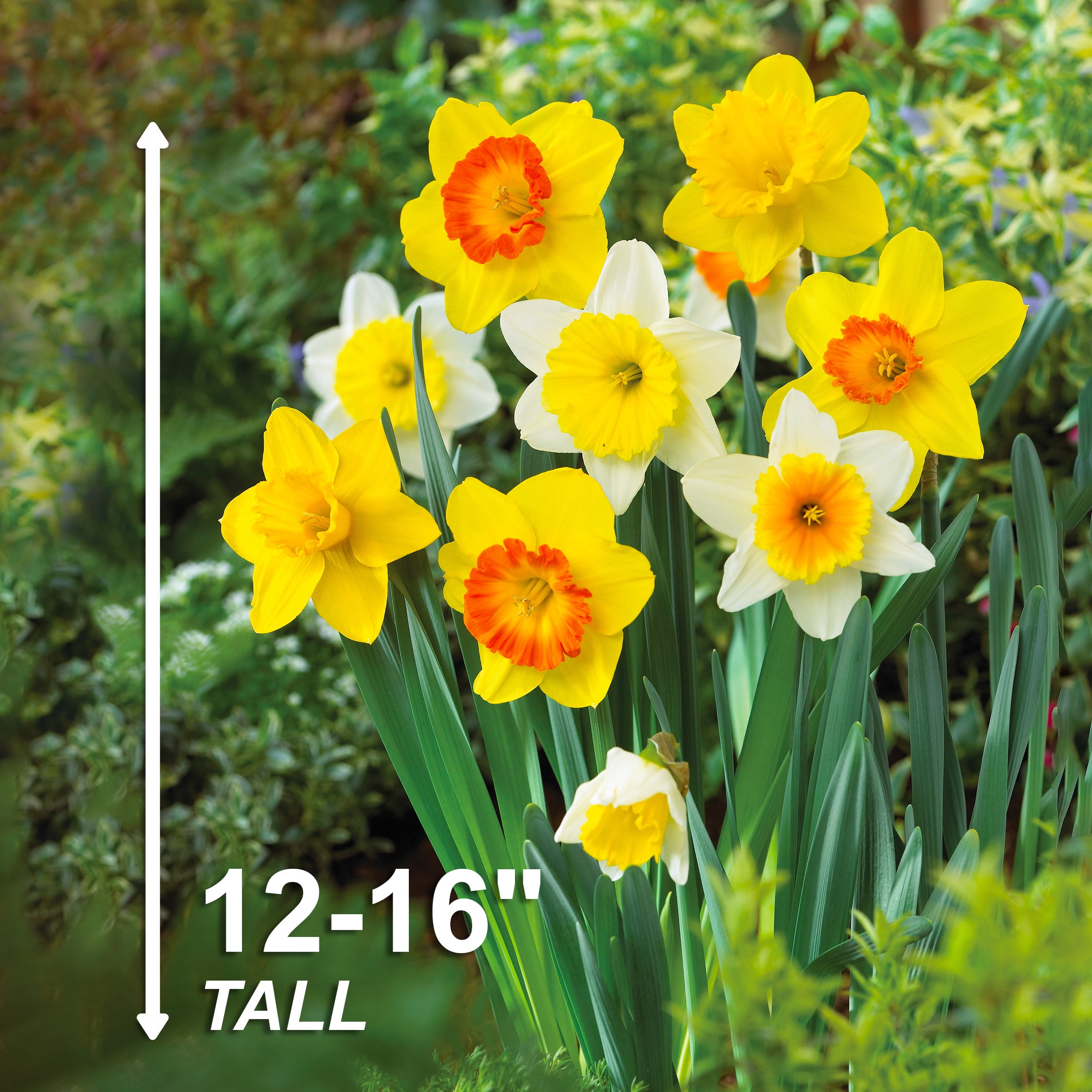 Longfield Gardens Daffodils, 100 count