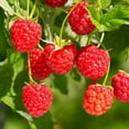 thumbnail image 2 of 2 Raspberry Plants Live For Planting, Raspberry Bush Live Plants, Size 5-8 Inch Tall, Sweet Raspberry Trees, Well-Rooted (Red Raspberry), 2 of 6