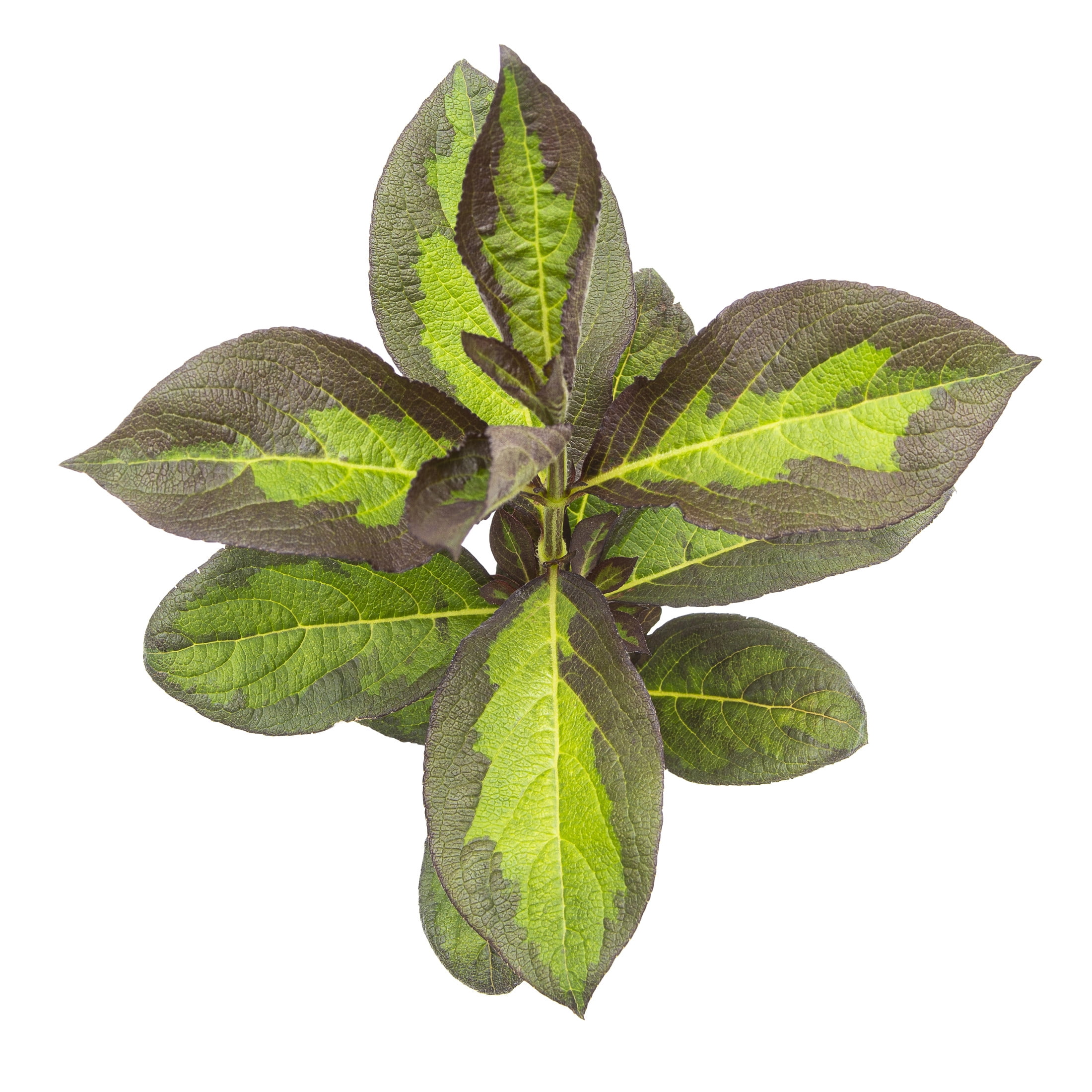 Proven Winners ColorChoice 5" Red Vinho Verde Weigela Live Plant in 4.5" Pot (4 Count)