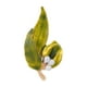 thumbnail image 1 of Broche de hojas, broche de solapa para mujer, decoración de boda de aniversario, hoja Verde, 1 of 9