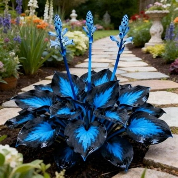 H-osta -Low Maintenance, Easy Grow-Garden Decoration, Ideal for Beds Borders, Plant Pots & Planters