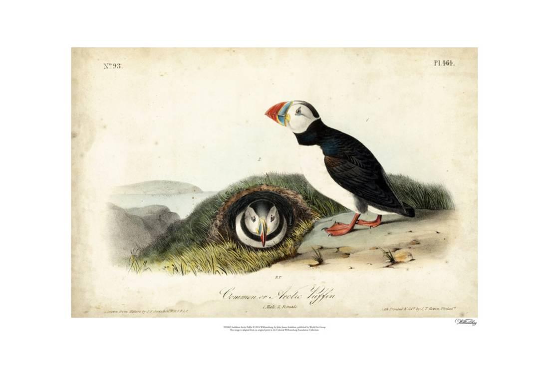 audubon arctic puffin print wall art by john james audubon walmart com audubon walmart