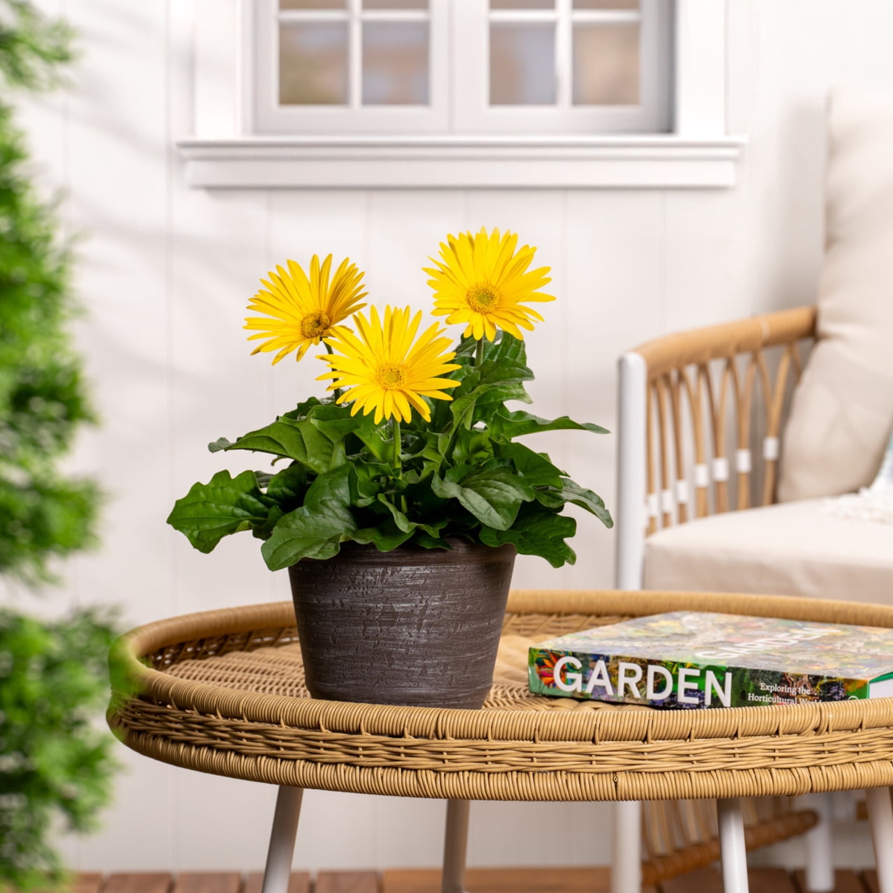 Better Homes & Gardens 3QT Yellow Gerbera Daisy Live Annual Plant Decorative Pot Sun