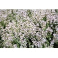 thumbnail image 4 of 30 ORANGE THYME Orangelo Thymus Vulgaris Fragrantissimus Culinary Herb Seeds, 4 of 10