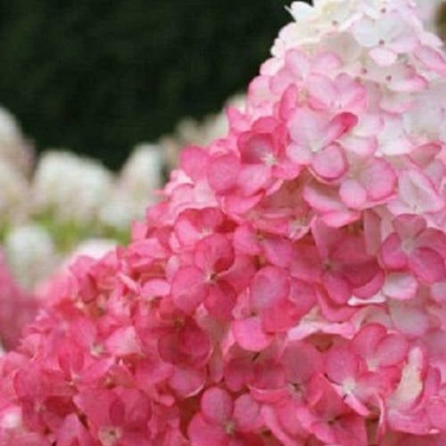 Гортензия Ванилла Строберри