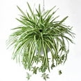 thumbnail image 2 of ZestqaQ Artificial Spider Plant, Large Hanging Plant, Chlorophytum Comosum, Silk Flower Decoration, Indoor Outdoor Home Office Decor, 2 of 9