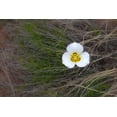 thumbnail image 7 of Earthcare Seeds - Sego Lily 25 Seeds (Calochortus nuttallii) Heirloom - Open pollinated, 7 of 7