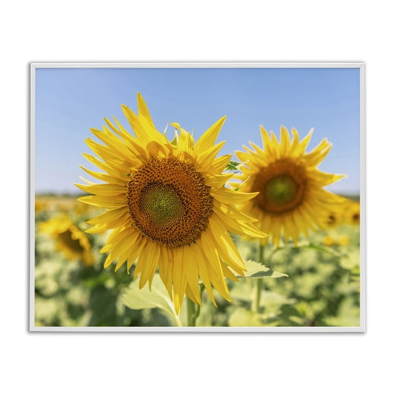 Stupell Industries Rustic Lodge Sunflower Florals in Sunny Blue Farm Field White Framed Giclee Art, 20 x 16, by Richard Silver
