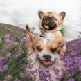 thumbnail image 3 of Yiaed Dog in Lavender Flowers Print Dog Blankets-Cat Blanket Washable for Couch Protection,Puppy Blanket, Soft Plush Reversible Throw Furniture Protector-Large, 3 of 8