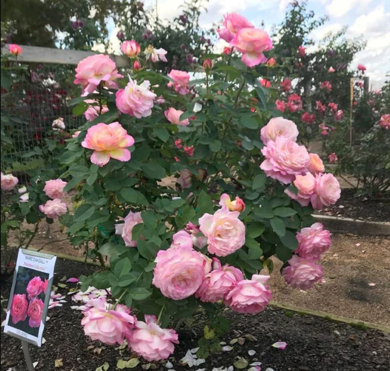 30 Seeds Marc Chagall Floribunda Rose Seeds Perennial Non- Garden Planting Late Winter Early Spring