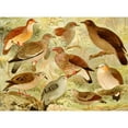 thumbnail image 3 of Emil August Göldi 24x19 Black Modern Framed Museum Art Print Titled - Doves (1900-1906), 3 of 5