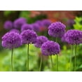 thumbnail image 2 of 10 Dark Purple Allium Bulbs - Force Indoors Now - Blooming Onion Flowering Perennial Garden Flower, 2 of 4