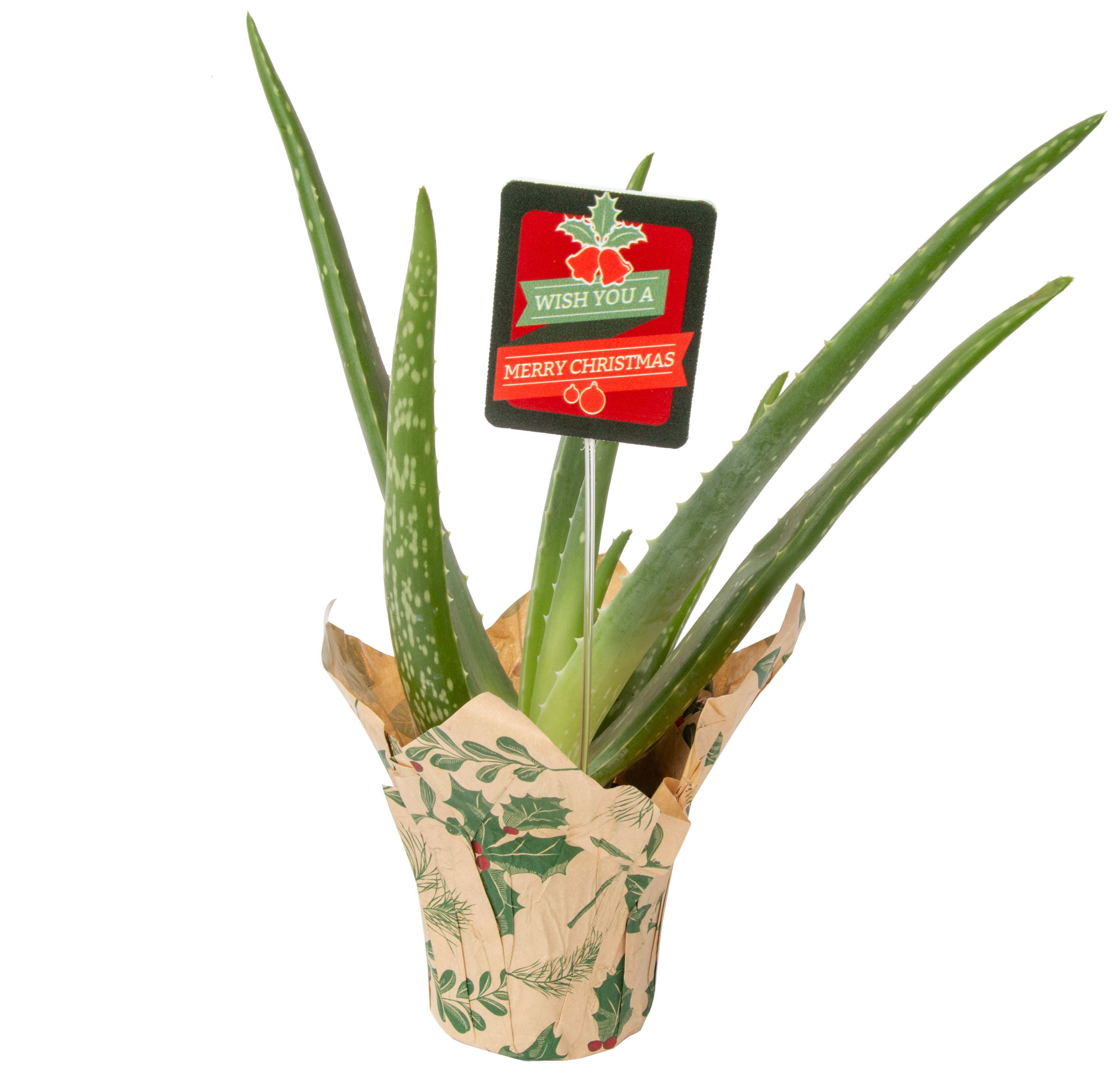 2-Pack Costa Farms Aloe Vera Ships in Grow Pot Fresh From Our Farm 12 to 14-Inches Tall Live Indoor Plant 