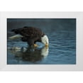 thumbnail image 1 of Ferraro, Valerio 24x17 White Modern Wood Framed Museum Art Print Titled - Bald eagle drink, 1 of 4