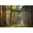 thumbnail image 2 of Van de Goor, Lars 18x13 White Modern Wood Framed Museum Art Print Titled - Colors of the Forest, 2 of 4