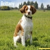 Brittany Calendar 2018 - Dog Breed Calendar - Wall Calendar 2017-2018
