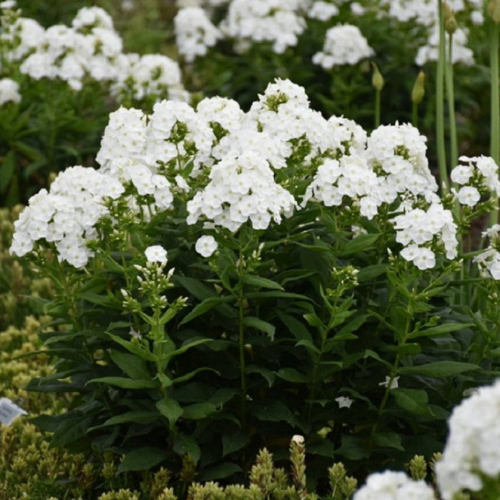 Proven Winners 12" White Luminary 'Backlight' Tall Garden Phlox (Phlox paniculata) Perennial Live Plant in 7.13" Pot