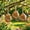 3Pcs, variant on Butterfly Houses for the Garden, Butterfly House Wooden Shelter, Wooden Habitat Natural Nesting Box Garden House with Feeder Hanging for Bugs, Butterflies, Moths, Lacewings
