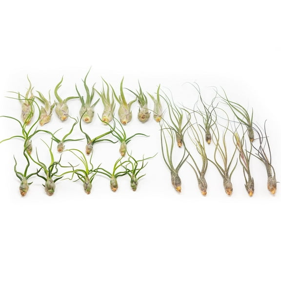 Pack of Wild Ones Air Plants - Tillandsia Caput Medusae, Butzii & Bulbosa Guatemala - (Pack of 50)