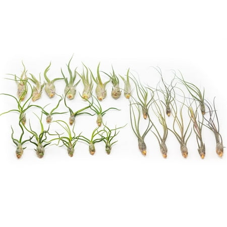 Pack of Wild Ones Air Plants -Tillandsia Caput Medusae, Butzii & Bulbosa Guatemala - Available in Wholesale and Bulk - Home and Garden Decor- Easy Care Indoor and Outdoor Plants (Pack of 25)