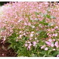 thumbnail image 5 of TomorrowSeeds - Pink Beauty Soapwort Seeds - 3600+ Count - For 2026 Planting Saponaria Soap Plant, 5 of 10