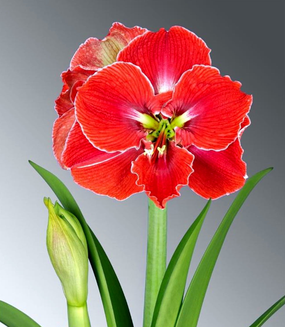 Magical Touch Dutch Amaryllis Bulb 26/28 cm Bulb