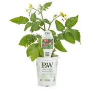 Proven Winners QT Tomatoes Goodhearted