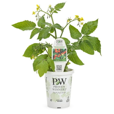 Proven Winners QT Tomatoes Goodhearted