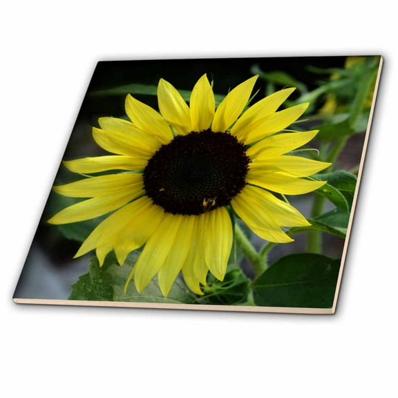 3dRose, Sunflower and Bee is a photo of a sunflower with a bee nestled in it, 4 Inch Ceramic Tile