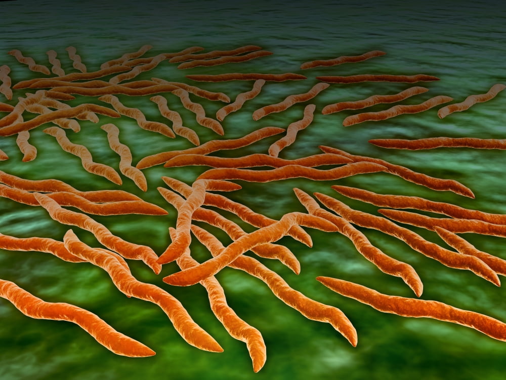 Microscopic view of a group of Borrelia burgdorferi bacteria which are