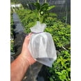 thumbnail image 3 of Yellow Flowering Fragrant Tea Olive ( osmanthus ) - Live Plant ( 1 QT ), 3 of 6