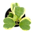 thumbnail image 3 of HOYA KERRII VARIEGATA 6, 3 of 3