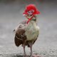 thumbnail image 4 of Sombreros de pollo Gallinas Pequeños y divertidos accesorios de pollo Correa elástica ajustable Sombrero de plumas de moda Gallo Loro Aves de corral Elegante Disfraz de espectáculo, 4 of 4