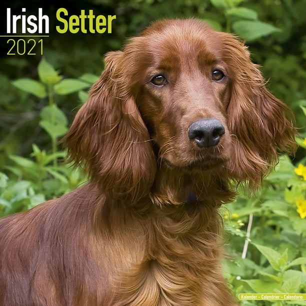 Irish Setter Calendar 2021 Irish Setter Dog Breed Calendar Irish