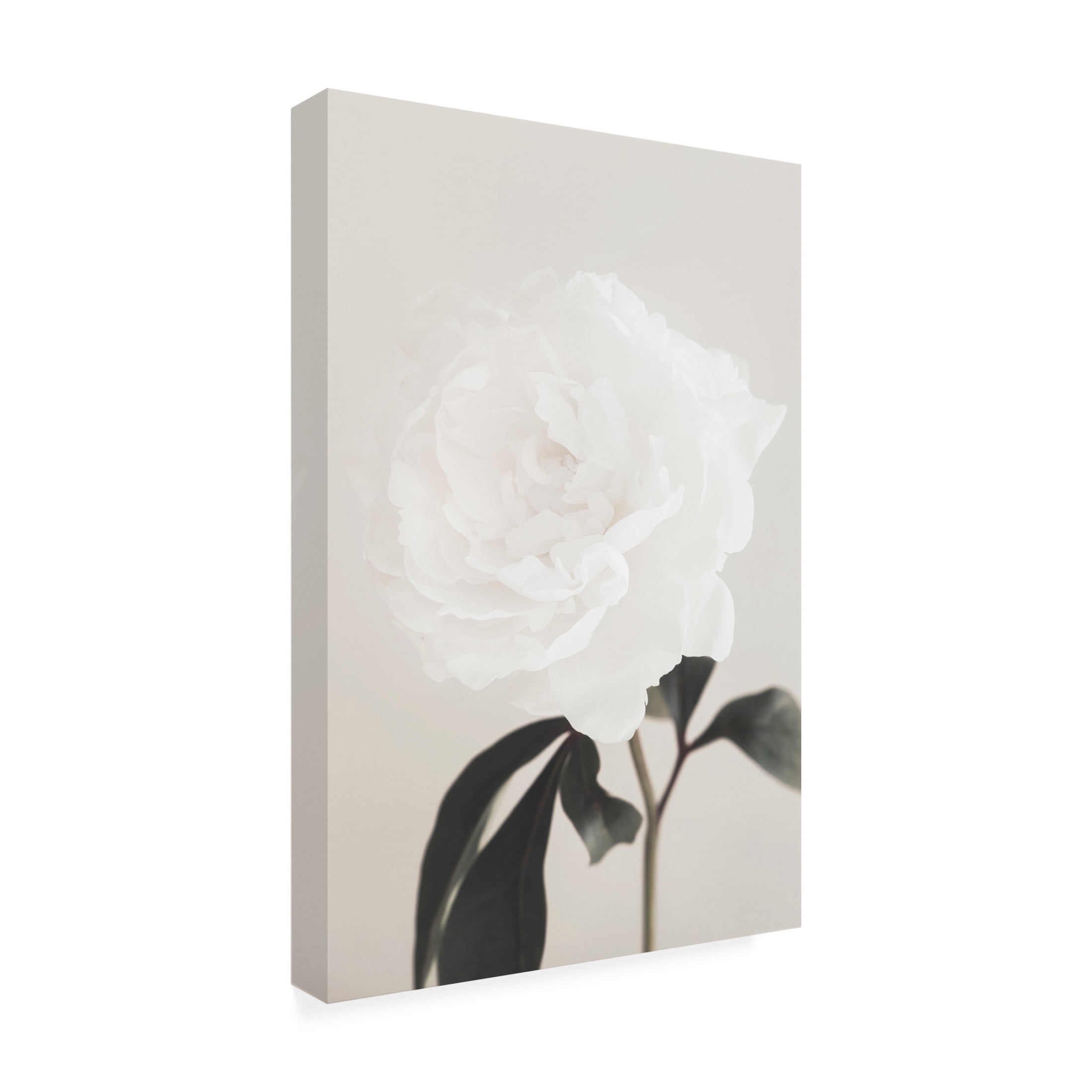 Trademark Fine Art Pictufy Studio III Peony 03 Canvas Wall Art