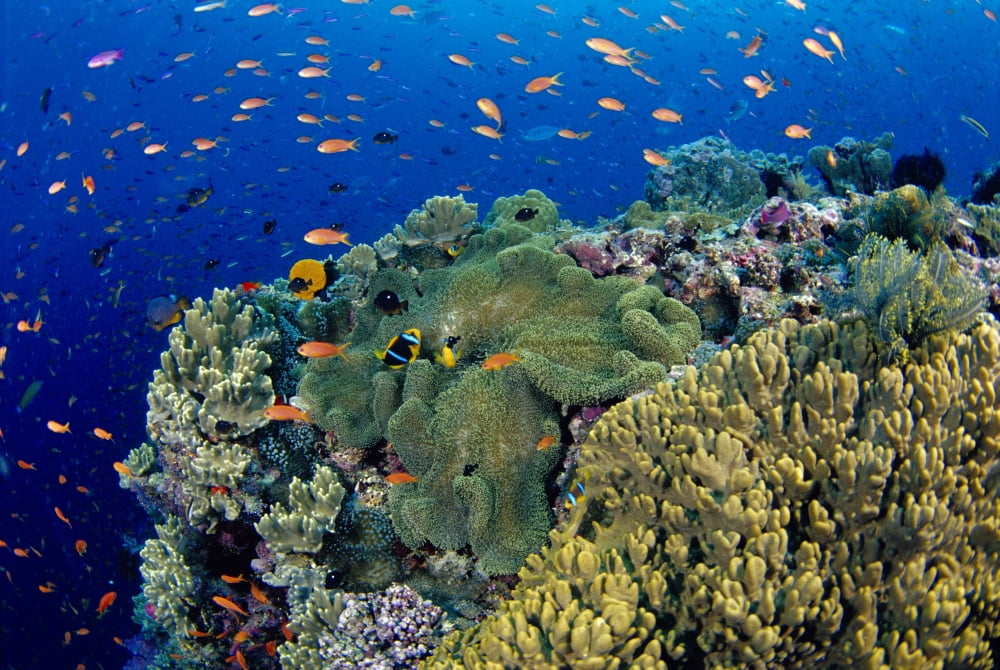 Fiji Reef Scene With Orange-Fin Anemonefish In Anemone School Lyretail Anthias Amphiprion Chrysopterus (Stichodactyla Mertensii) Pseudanthias Squamipinnis Canvas Art - Dave Fleetham Design Pics (19 x