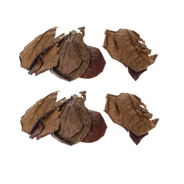 20Pcs Indian Almond Leaves Beneficial Betta Leaf for Betta Tropical Fish