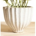 thumbnail image 3 of Pothos Devil's Ivy in Honeycomb Ceramic Acorn Planter Pot, 3 of 3