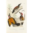 thumbnail image 3 of Alfred Malherbe 11x14 Black Modern Framed Museum Art Print Titled - Monograph of Picidae Pl09 (1861-1862), 3 of 5