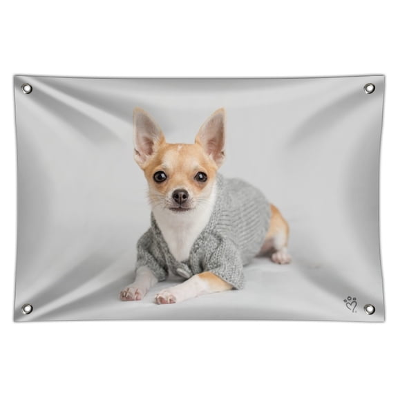 Chihuahua Little Dog in a Sweater Home Business Office Sign